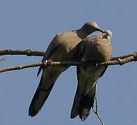 Spotted Dove