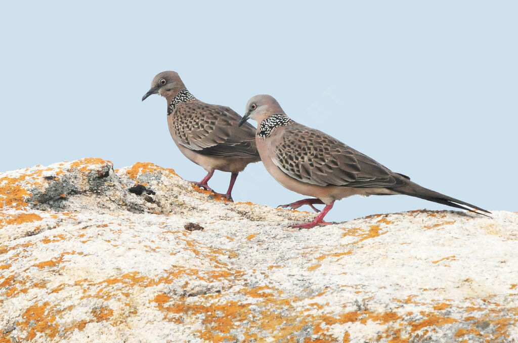 Spotted Dove