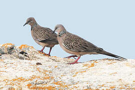 Spotted Dove