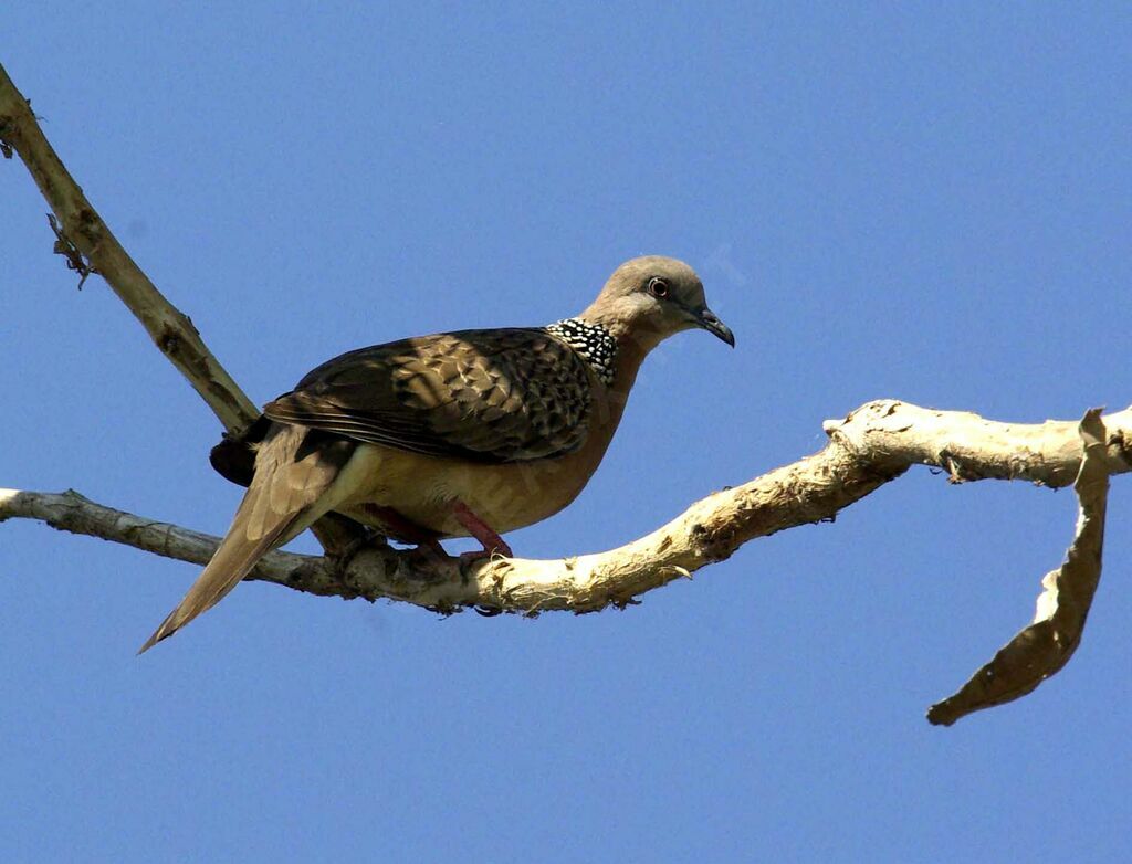 Spotted Dove