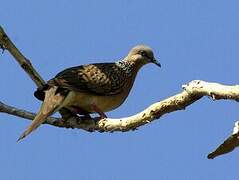 Spotted Dove