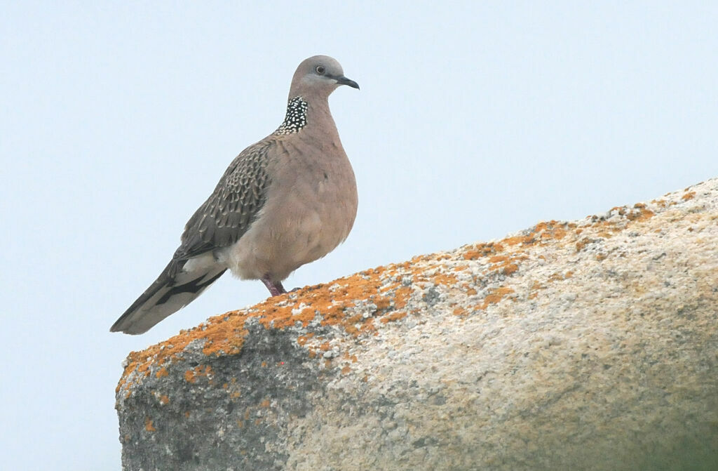 Spotted Dove