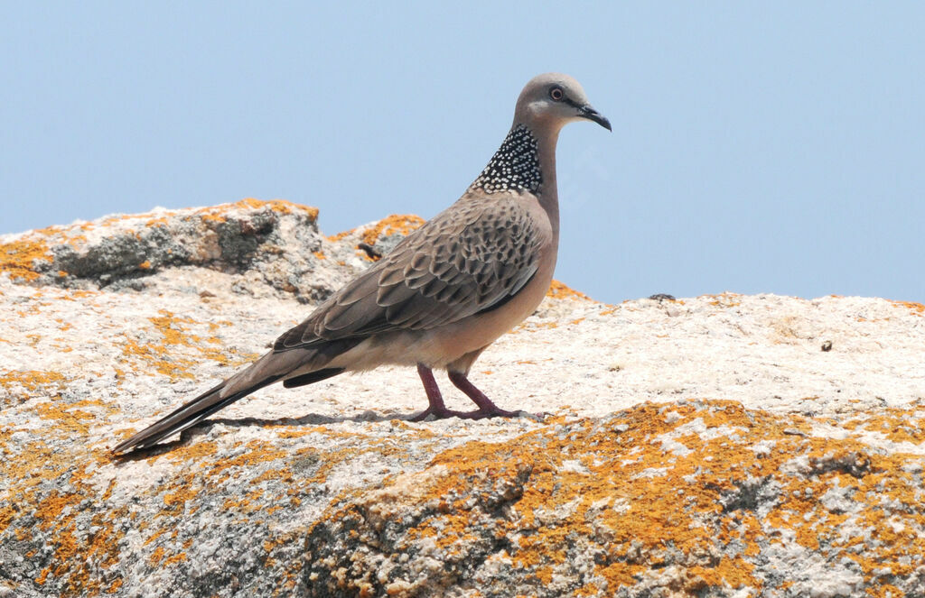 Spotted Dove