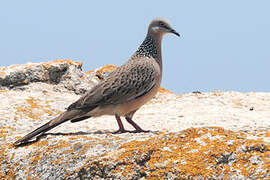 Spotted Dove