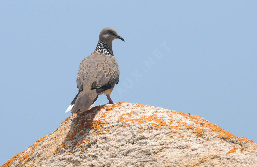 Spotted Dove