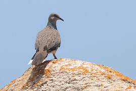 Spotted Dove