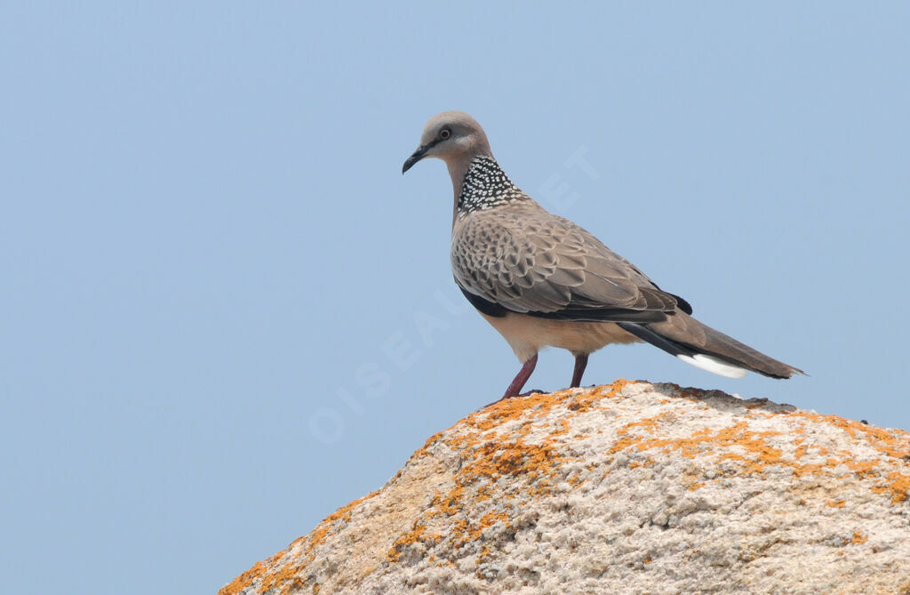 Spotted Dove