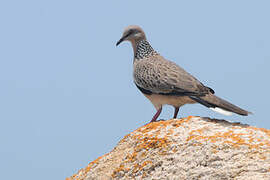 Spotted Dove