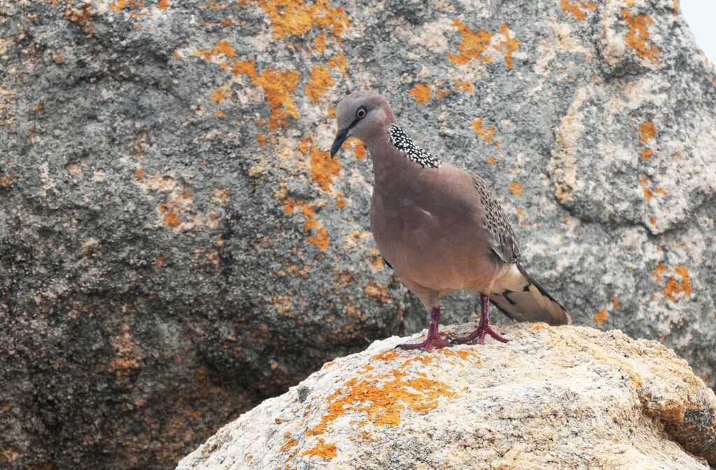 Spotted Dove