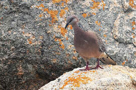 Spotted Dove