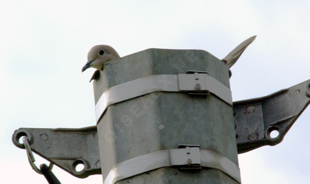 Eurasian Collared Doveadult