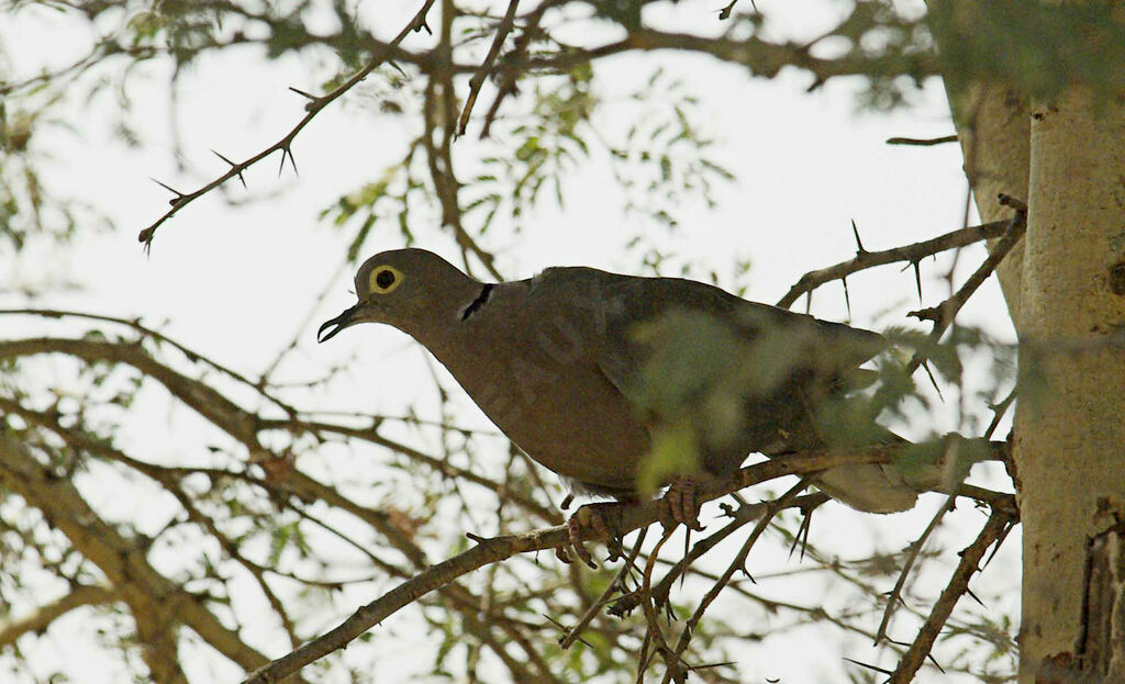 Eurasian Collared Dove