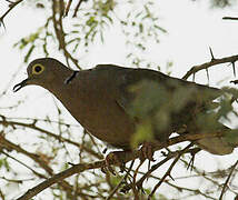 Eurasian Collared Dove