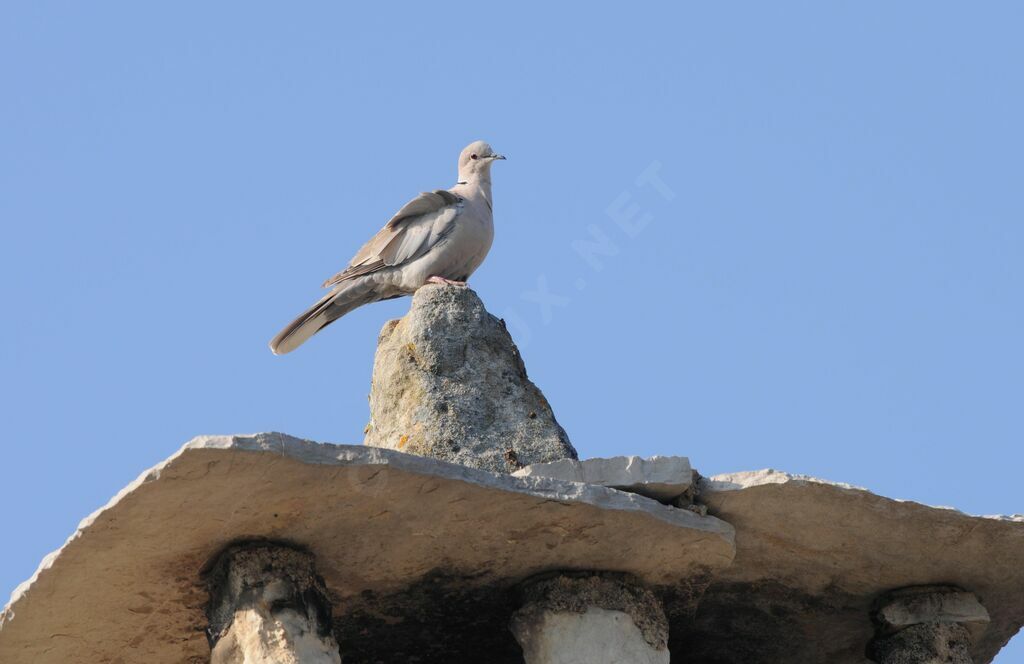 Eurasian Collared Dove