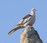 Eurasian Collared Dove