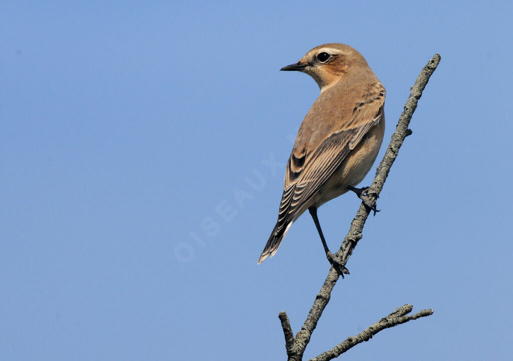 Northern Wheatear