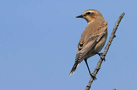 Northern Wheatear