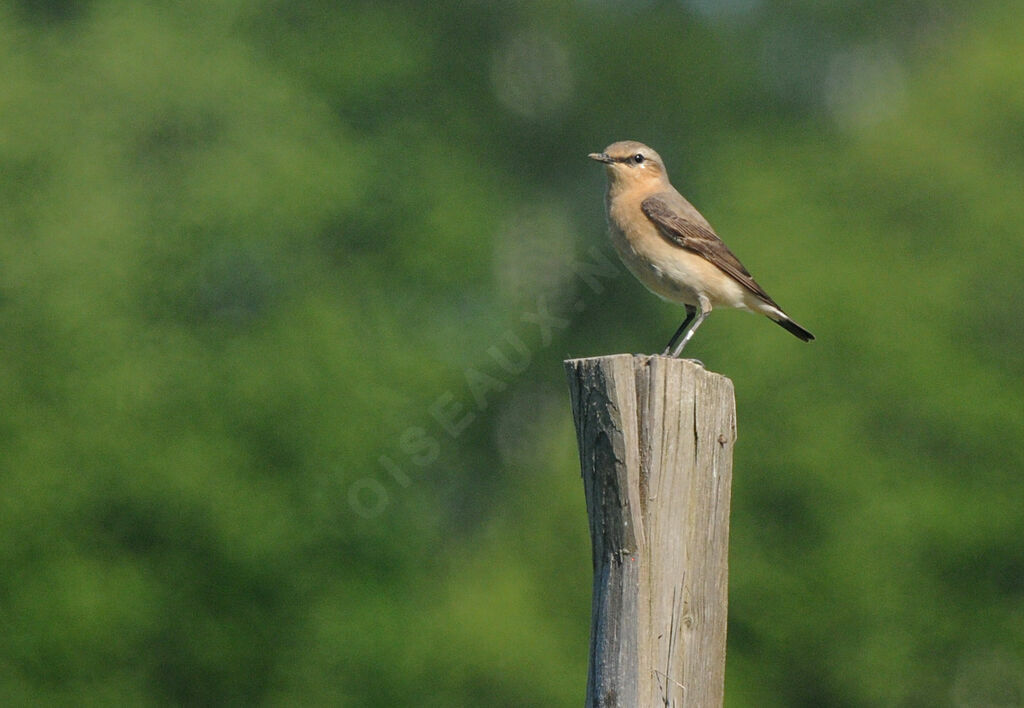 Northern Wheatear