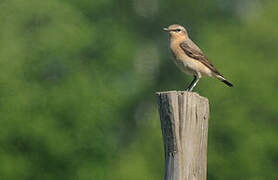 Northern Wheatear