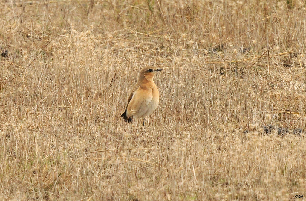 Northern Wheatear