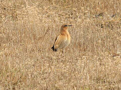 Northern Wheatear