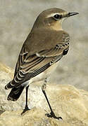 Northern Wheatear