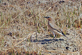 Northern Wheatear