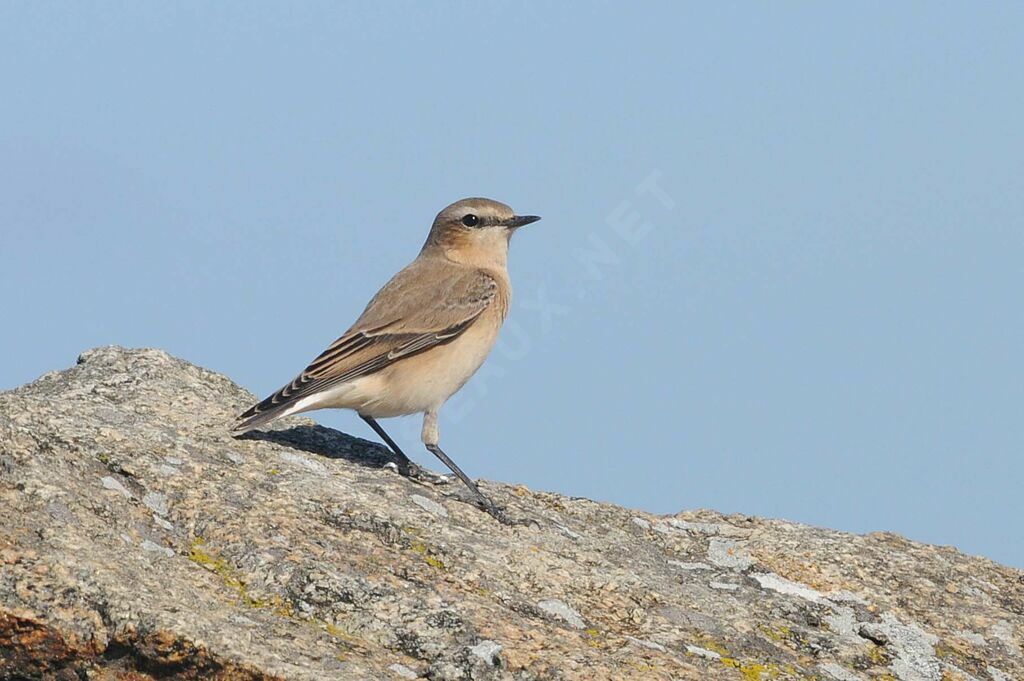 Northern Wheatear