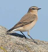 Northern Wheatear