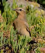 Northern Wheatear