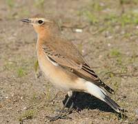 Northern Wheatear