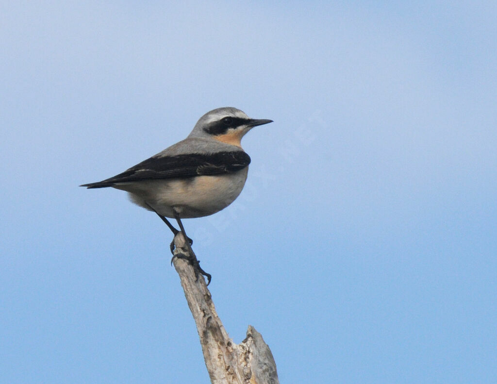 Northern Wheatear male adult