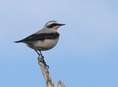 Northern Wheatear