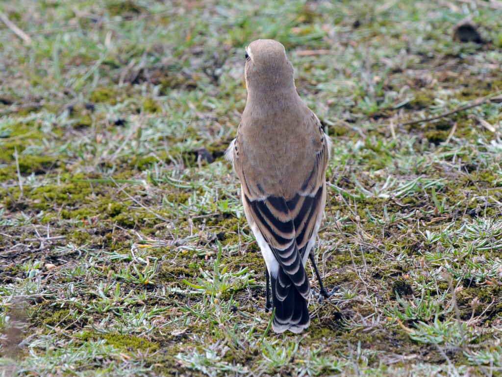 Northern Wheatear