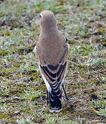 Northern Wheatear