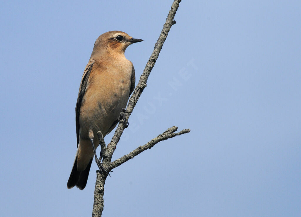 Northern Wheatear