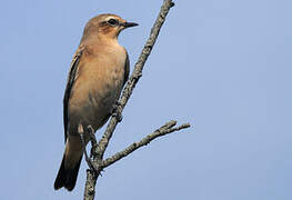 Northern Wheatear