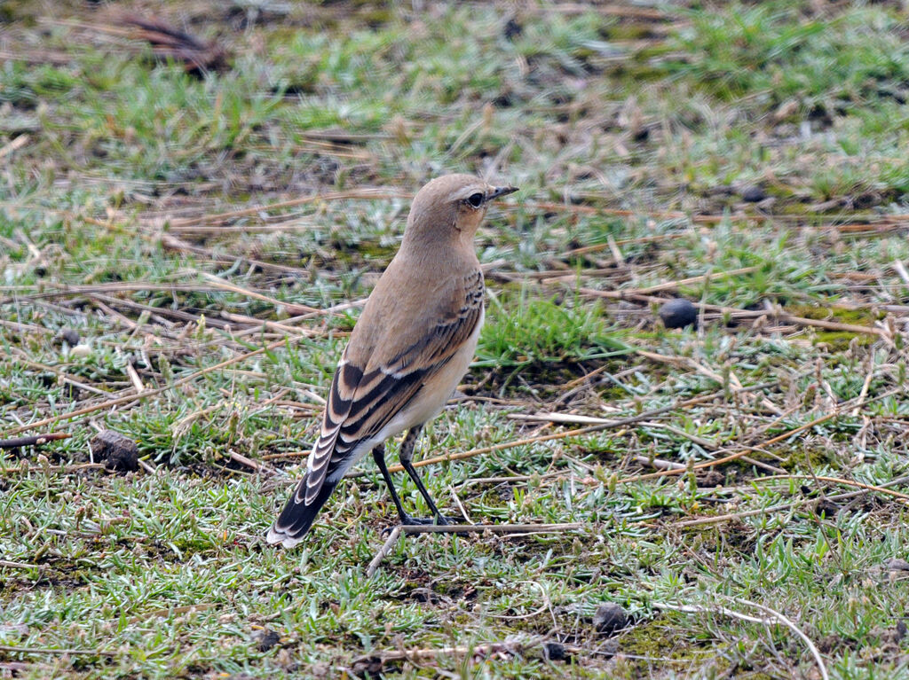 Northern Wheatear