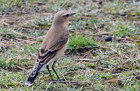 Northern Wheatear