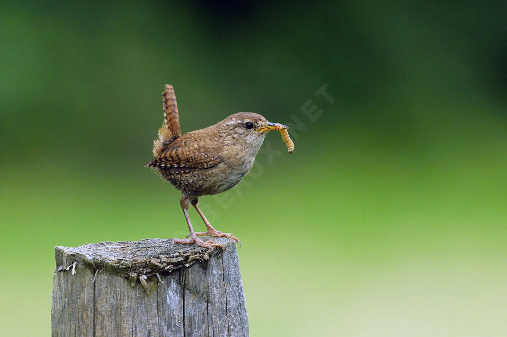 Eurasian Wrenadult breeding