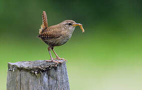 Troglodyte mignon