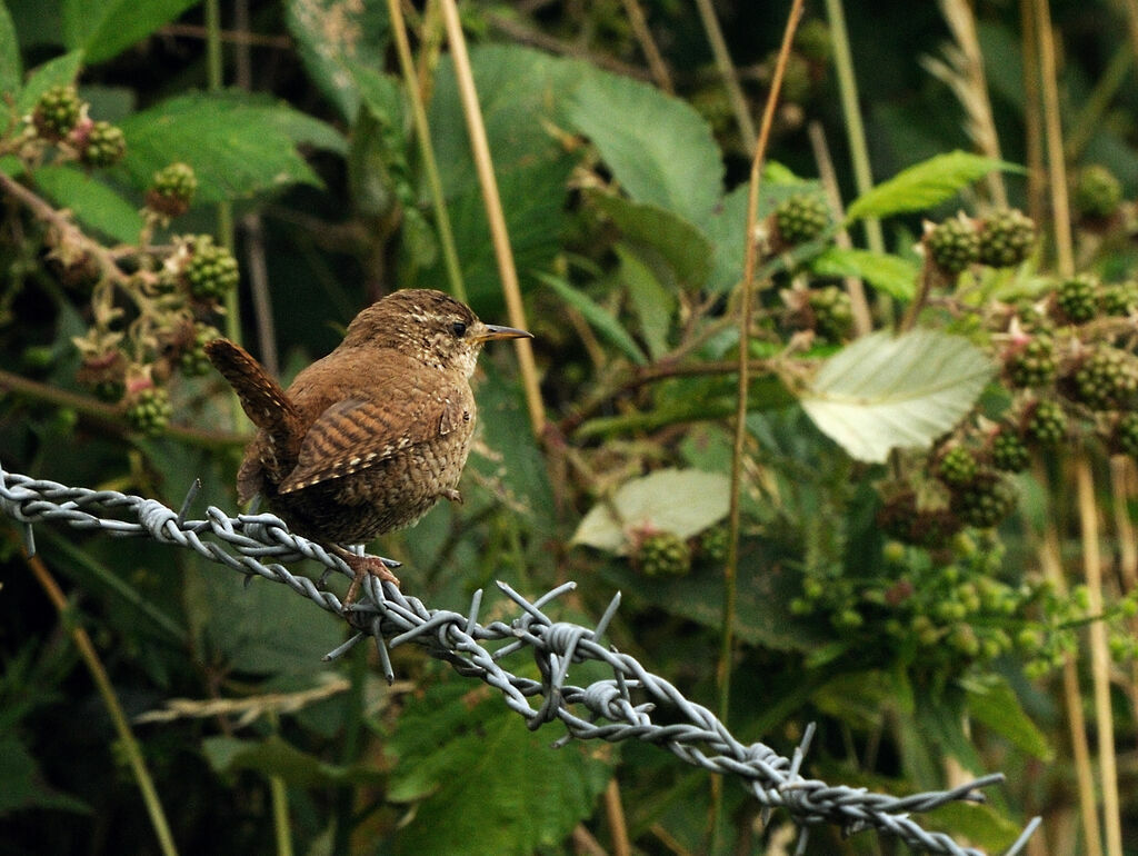 Eurasian Wrenadult breeding