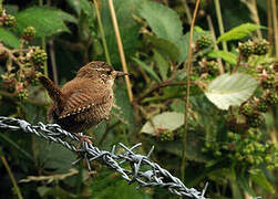 Eurasian Wren