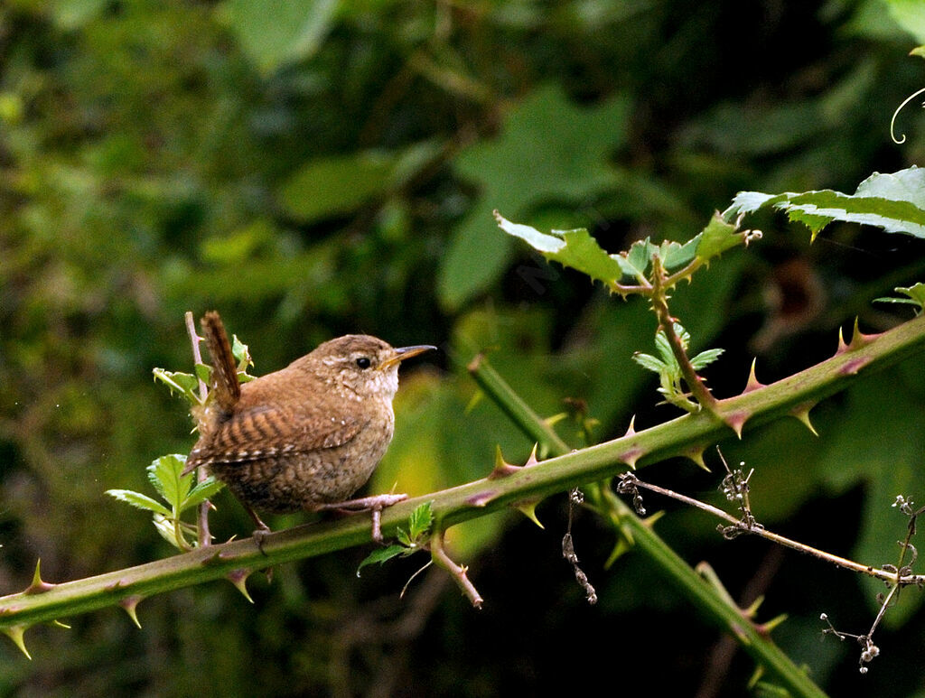 Eurasian Wrenadult breeding