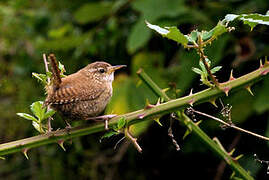 Eurasian Wren