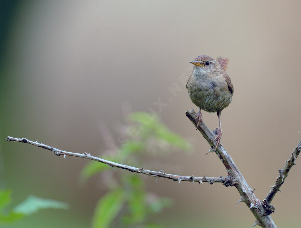 Eurasian Wrenadult breeding