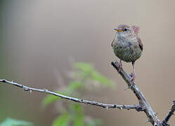 Eurasian Wren