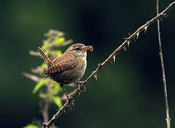 Eurasian Wren