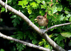 Eurasian Wren