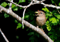 Eurasian Wren